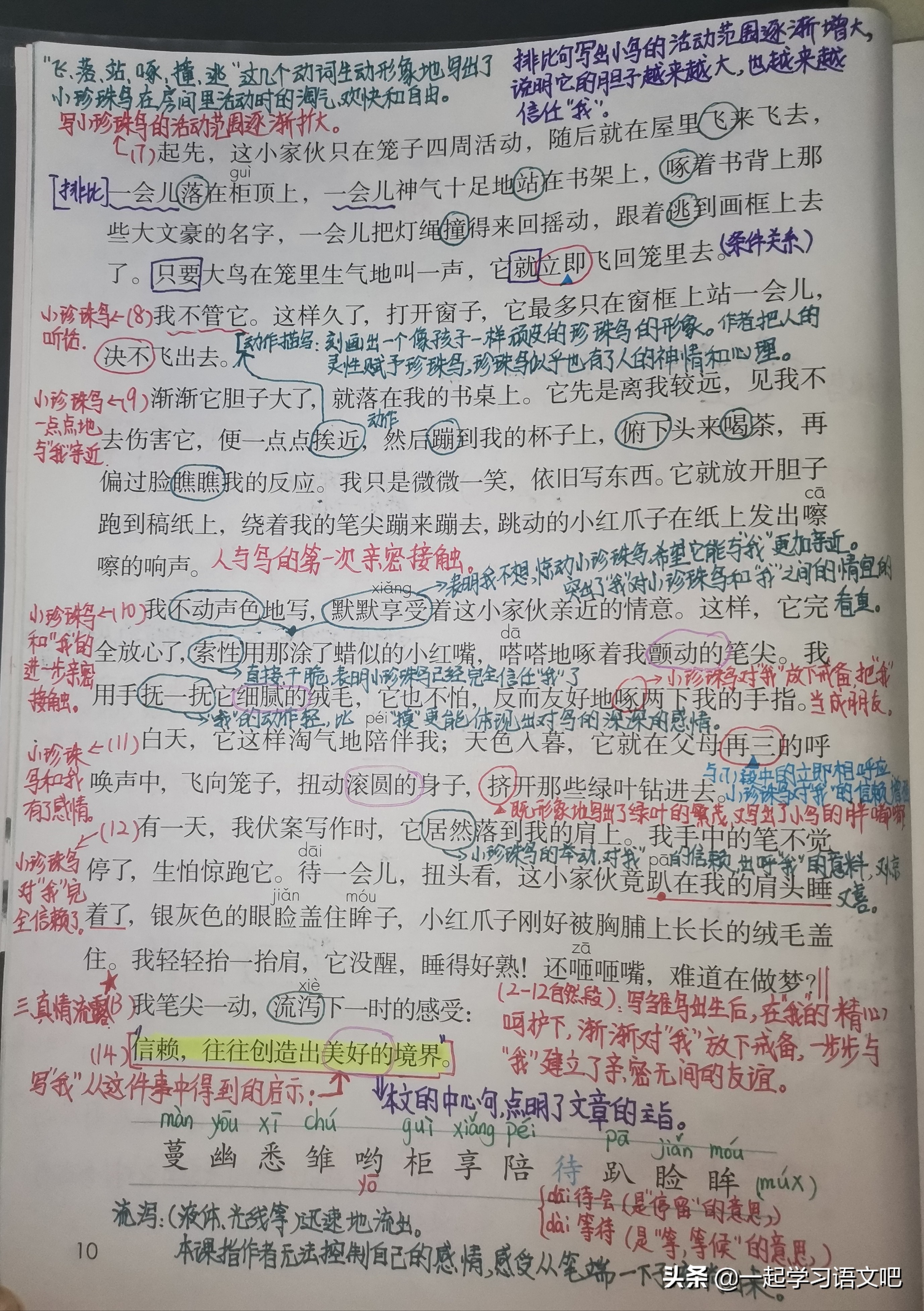 部编版五年级语文下册玛瑙鸟原文,五年级上册第四课玛瑙鸟课文导读