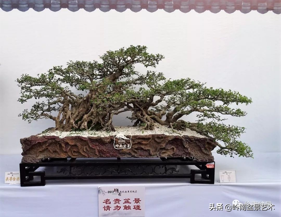 我喜欢的榕树盆景,泉州榕树盆景