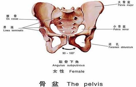 为什么人类分娩时如此危险,人类生育疼痛