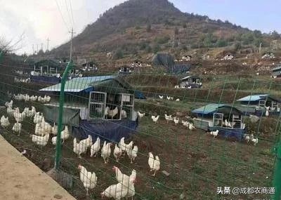 土鸡养殖技术哪里学,土鸡技术知识大全