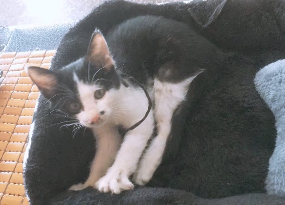 猫咪为什么对糖感兴趣,猫咪能尝到甜味吗