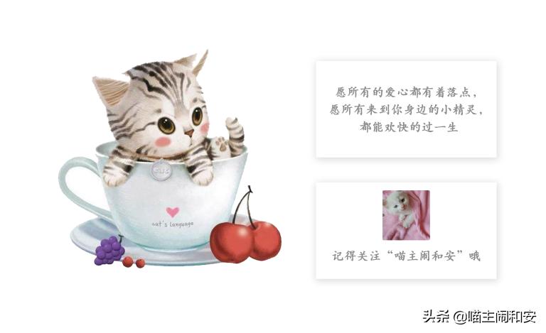 猫发烧的症状及解决方法,猫发热吃什么呀