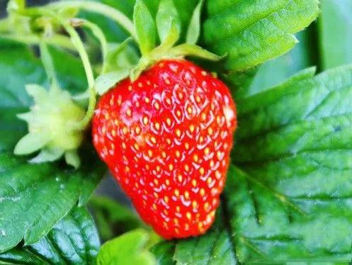草莓品种栽培类型及主要优良品种,适合半促种植的草莓品种