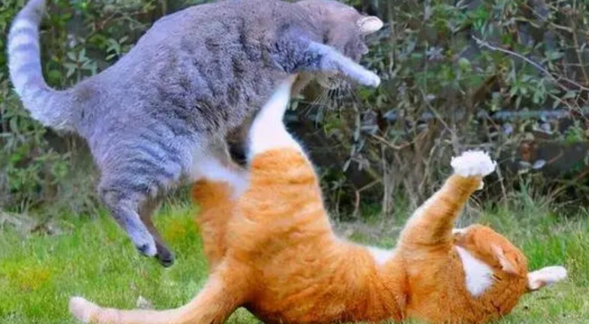 猫咪配对后母猫为什么会攻击公猫,猫咪配对为什么母猫会攻击公猫
