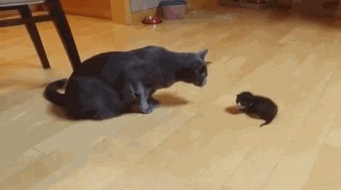 止泻药和猫砂,猫砂是止泻药吗