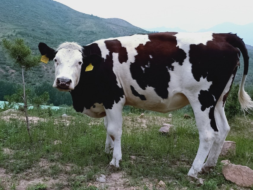 肉牛不反刍积食怎么办,肉牛不倒嚼咋治