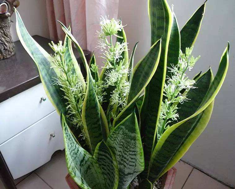 虎皮兰怕冻吗冬天怎么过冬,虎皮兰冬天为啥会死