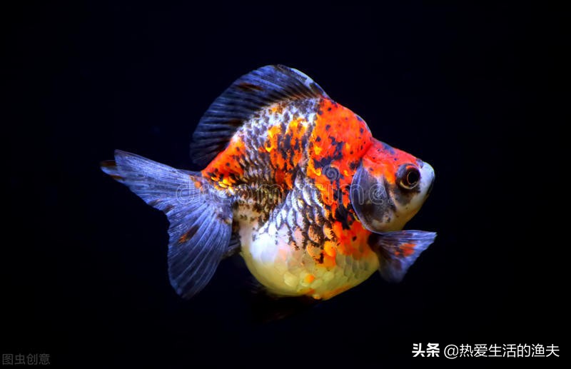金鱼身上长一层白的是不是水霉,金鱼得了水霉没有加热棒怎么办