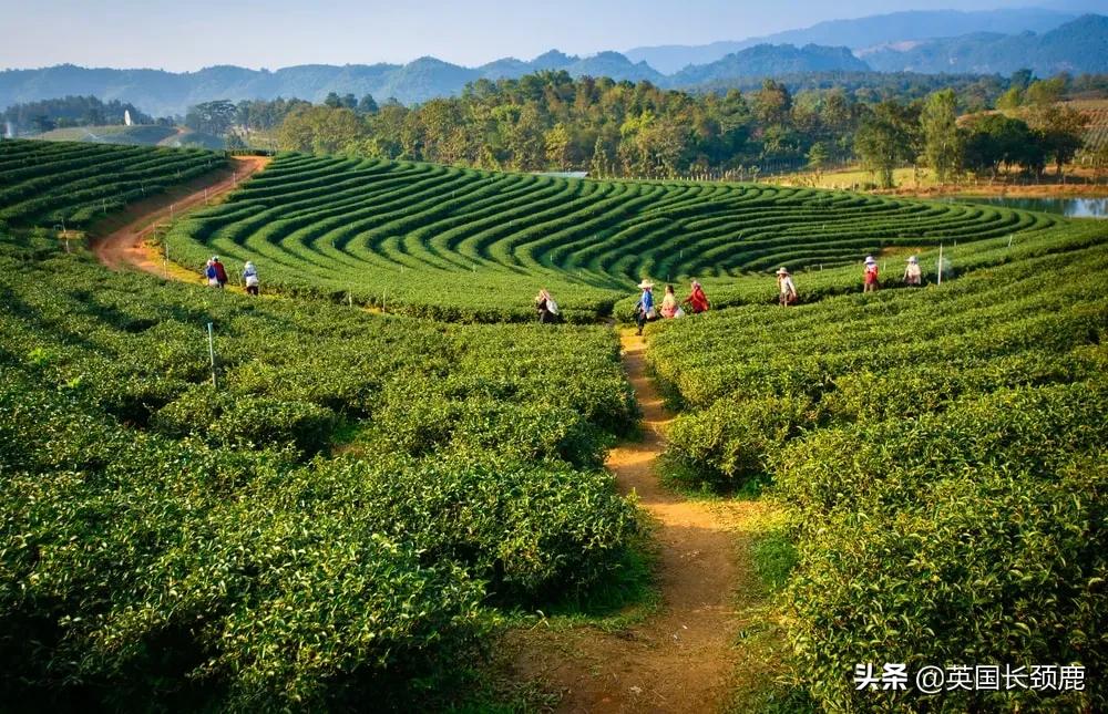 咖啡太苦奶茶太甜,咖啡太苦也太甜
