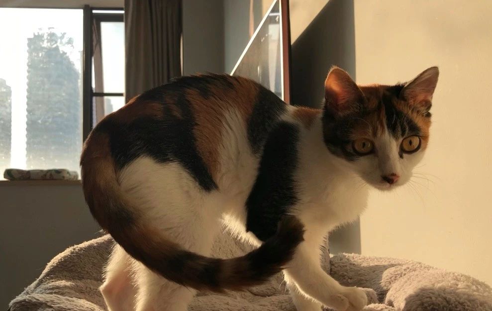 养小奶狗好还是养小奶猫好,12星座适合养什么小奶猫