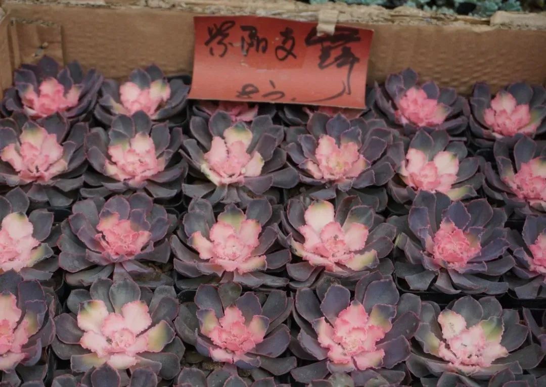 多肉植物怎样养新手入门篇,新手养多肉植物需要掌握的8点