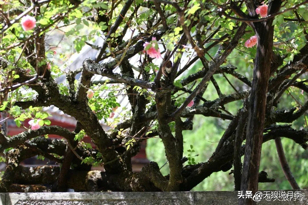 传家宝月季,月季传家宝紫色