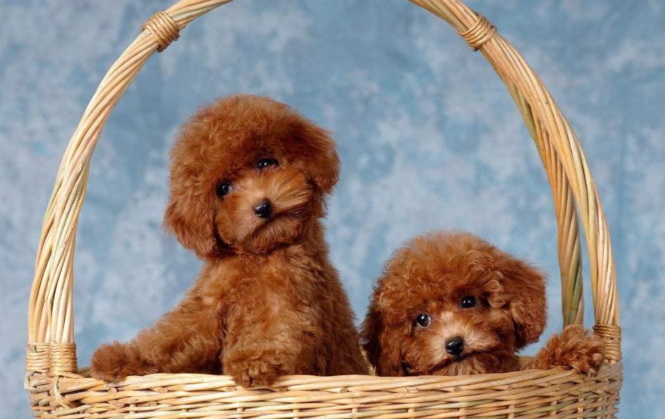 贵宾犬可以活到几年,贵宾犬狗的寿命大概是多久