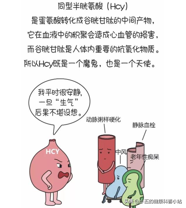 老年人为什么要吃叶酸有什么好处,老年人补充叶酸每片5mg每天服几片