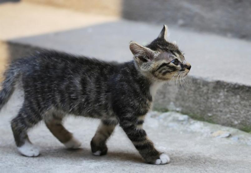 英国短毛猫和田园猫生的猫,英国短毛猫波斯猫混血猫
