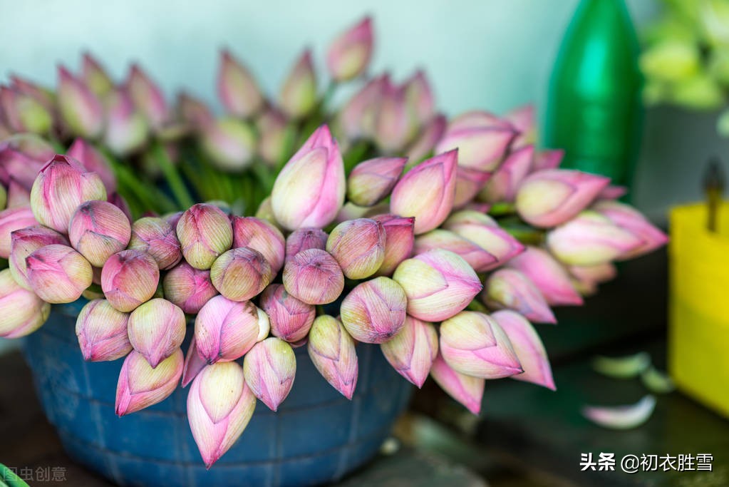 陆游荷花诗句,陆游五言绝句全文