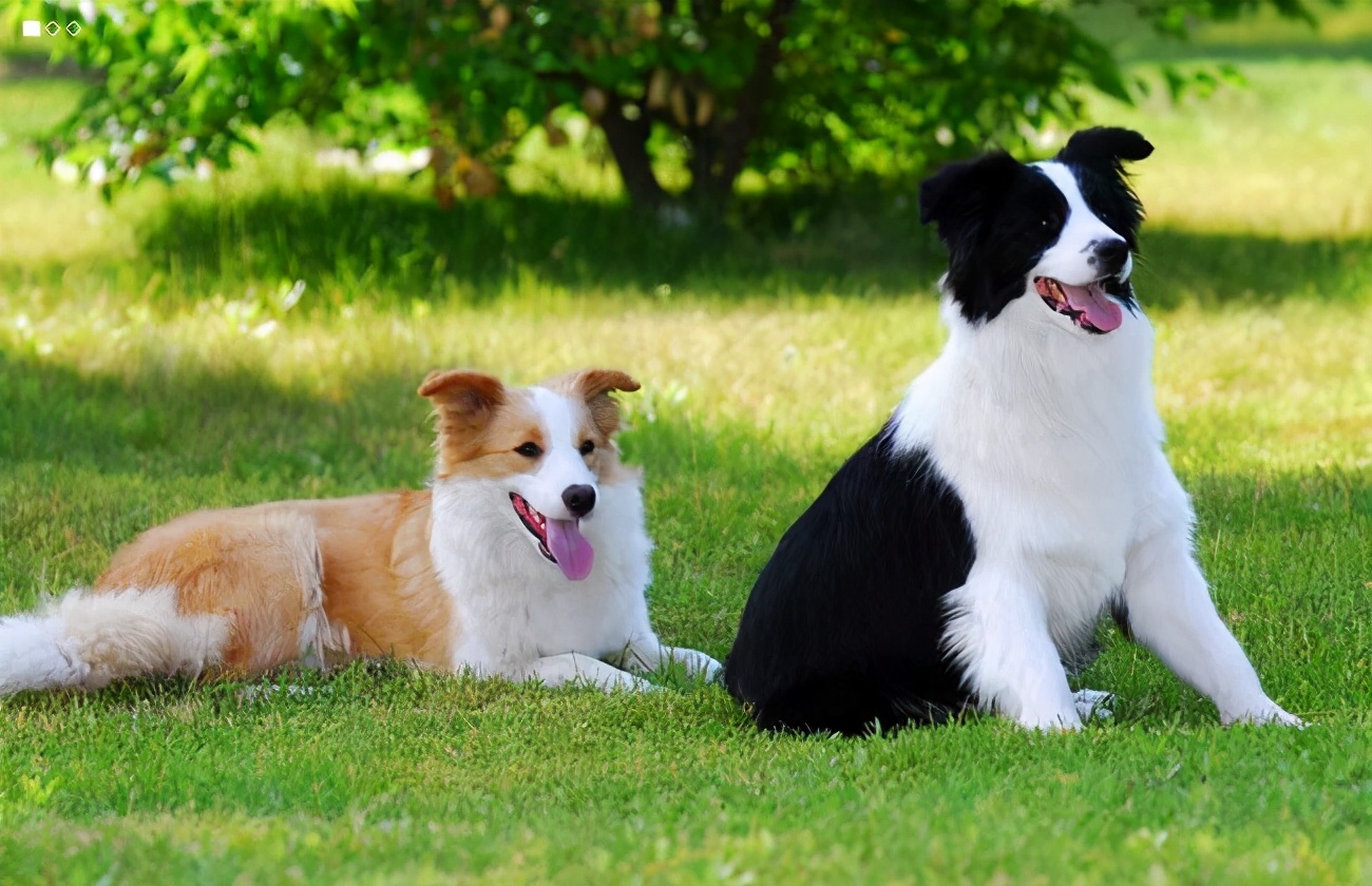 边境牧羊犬bordercollie,纯种血统边境牧羊犬的特点