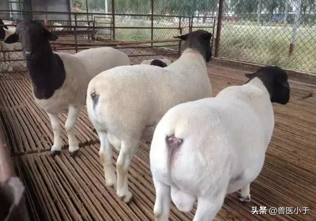 羊得新冠肺炎的症状,羊肺炎怎么防治最好