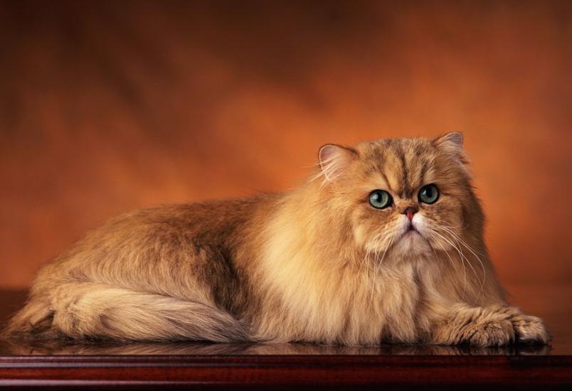 英国短毛猫和田园猫生的猫,英国短毛猫波斯猫混血猫