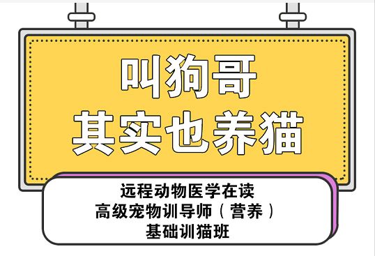 双十一现货猫粮,双十一猫粮预购