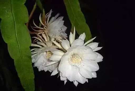 世界十大罕见花卉,世界名贵花卉高清大图