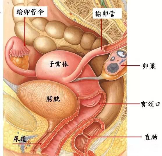 子宫腺肌症会压迫肛门吗,子宫腺肌症有肛门坠胀的症状吗