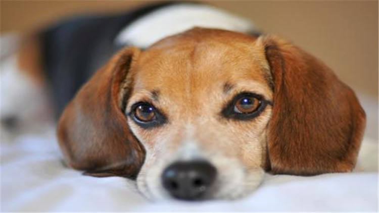 母大犬发情该怎么办,母小型犬发情爬跨如何缓解