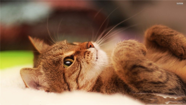 猫咪拉稀带血是怎么回事,猫咪拉稀带血能驱虫吗