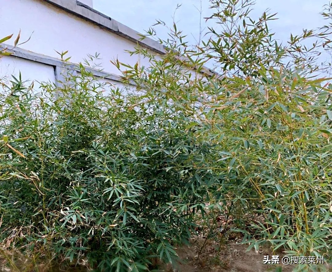 春满校园春暖花开,沙河镇中心小学校园