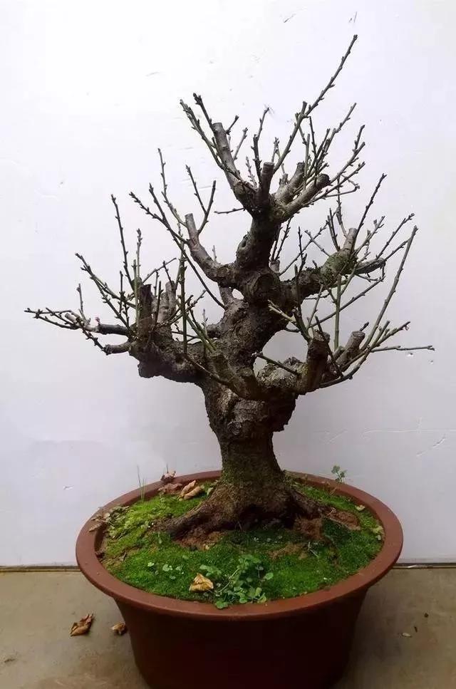 玛瑙柏盆景不绿不发新芽怎么回事,盆景老桩上盆发芽后新芽干枯