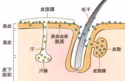 脸上毛孔粗大为什么不可逆,鼻子上的毛孔粗大不可逆