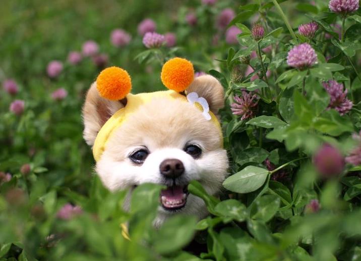 俊介博美犬,俊介型博美