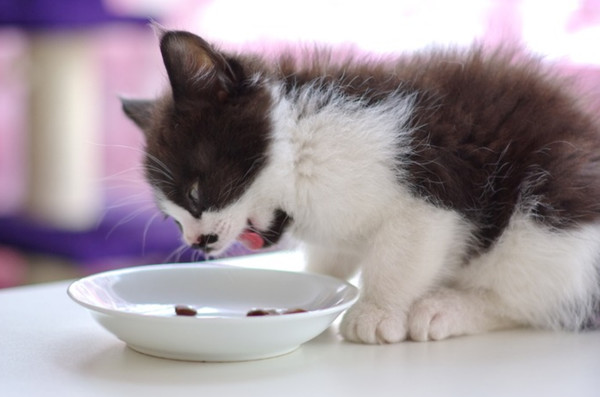 猫咪呕吐不吃猫粮是什么原因,猫咪呕吐怎么判断是猫粮的问题