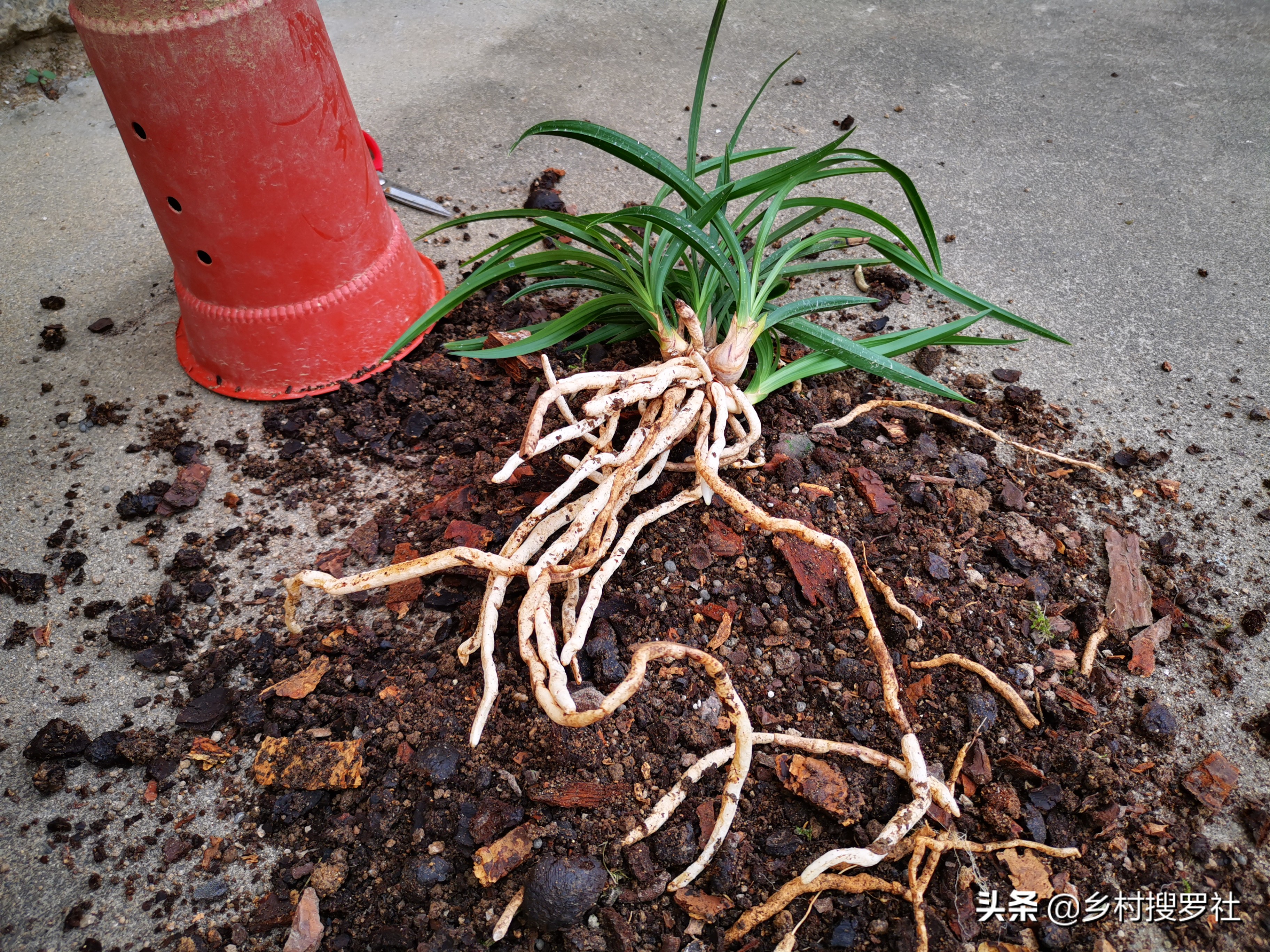兰花要用什么肥成活率最高,兰花什么时候种植成活率高