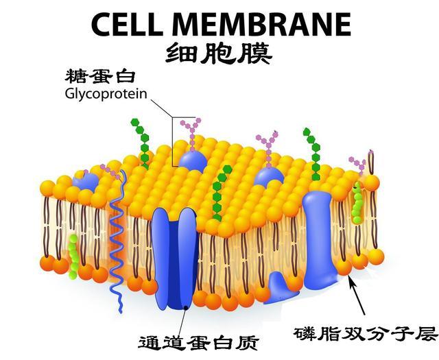 肾炎为什么导致水钠潴留,水钠潴留导致的原因
