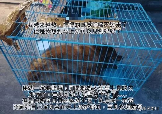 金毛空运被热死事件还原,空运变陆运金毛事件