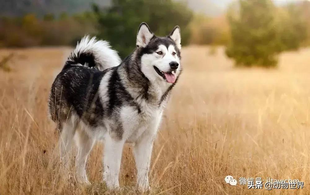 世界犬种大全,阿拉斯加雪橇犬和哈士奇