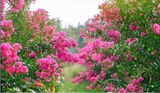 那片紫薇花海，点亮花语和盛的乡村振兴路