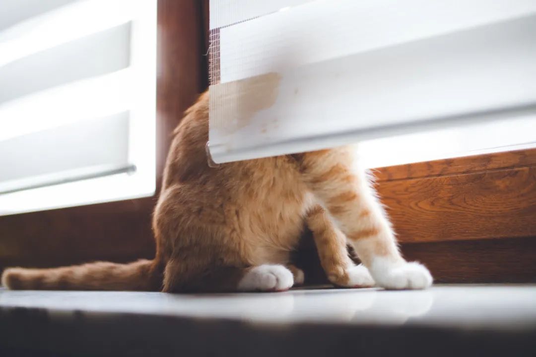 养小猫攻略,养2个月小猫攻略