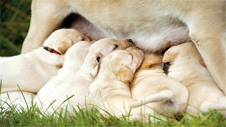母大犬发情该怎么办,母小型犬发情爬跨如何缓解