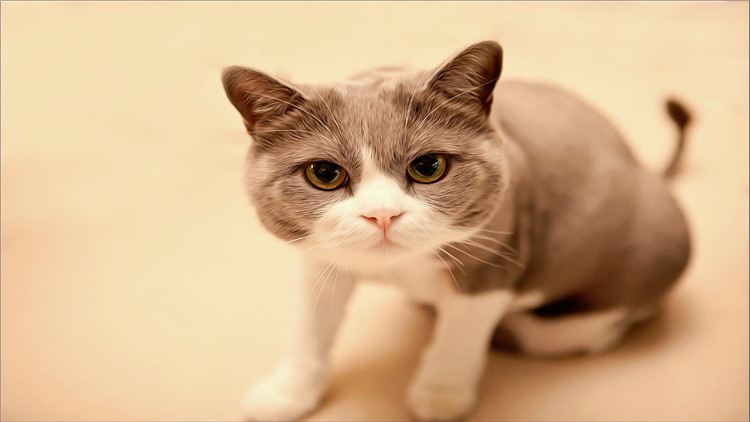 猫咪拉稀带血是怎么回事,猫咪拉稀带血能驱虫吗