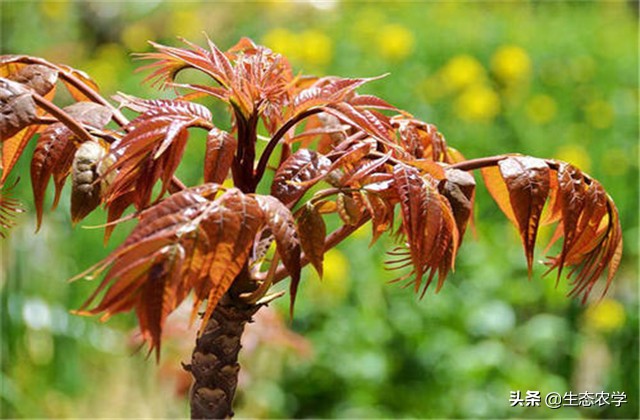 绿香椿红香椿哪个更适合阳台种植,红香椿种植前景