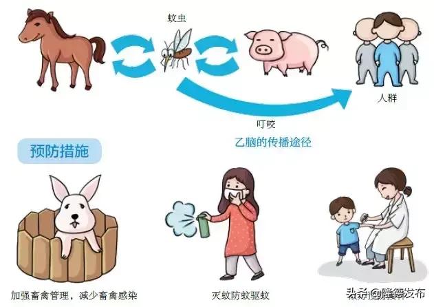 乙脑蚊子是哪种,乙脑高发症状