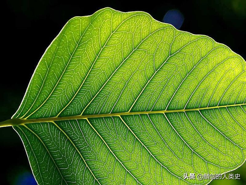 植物界各类植物介绍总结,地球上的植物种类介绍