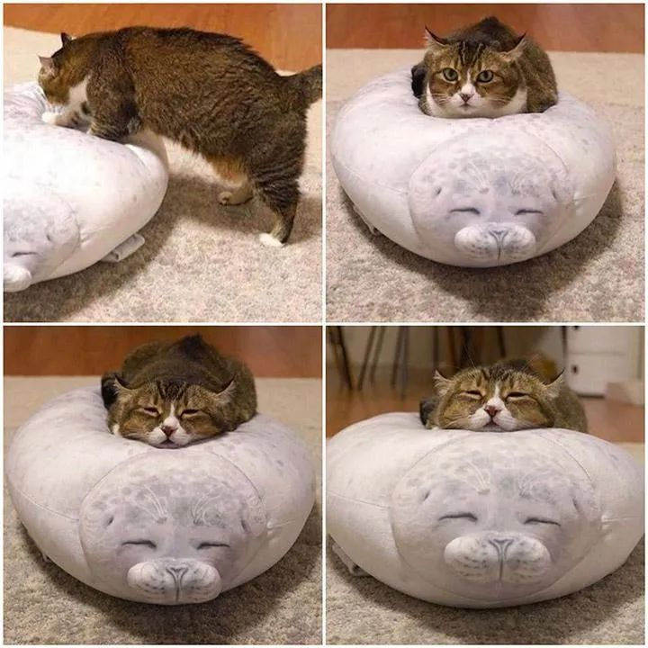 这届年轻人有多清醒,这届年轻人怎么爱上吸熊猫的
