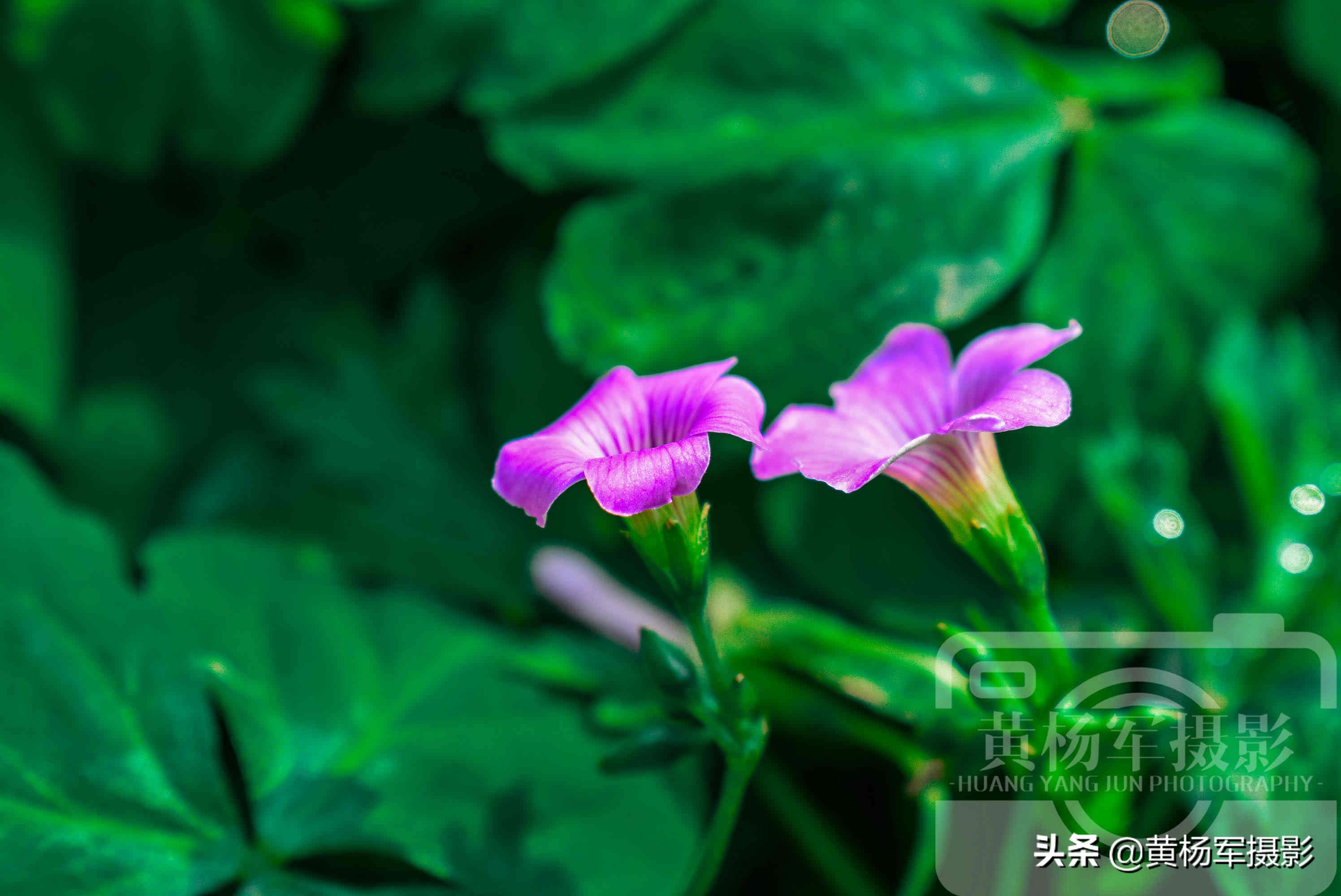 阳光下美丽的鸡冠花,阳光下美丽的花儿图片