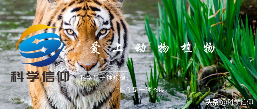 澳洲的动物为什么和其他地方不同,澳洲动物为什么有独特性