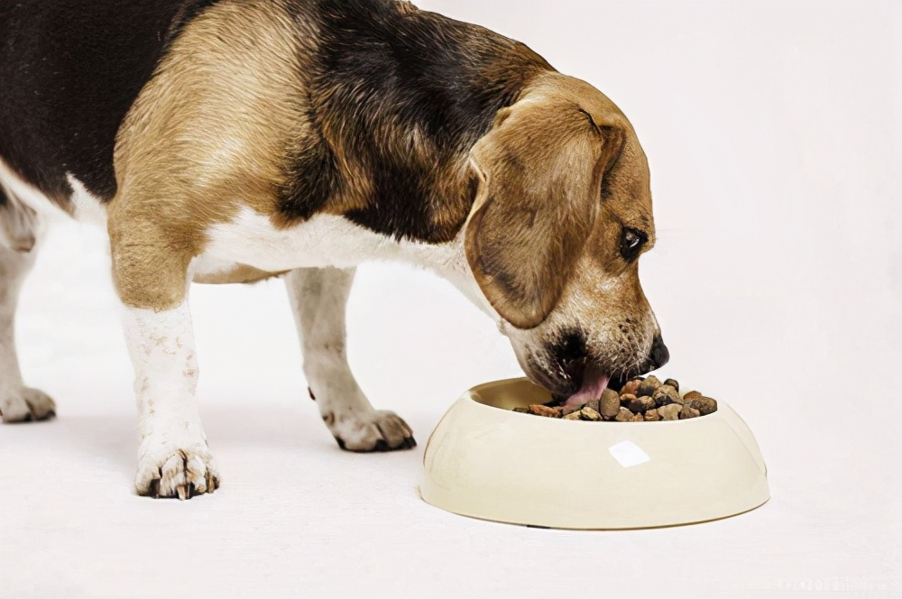 阿拉斯加犬幼犬狗粮如何挑选,怎么挑选狗粮这几点教你挑选