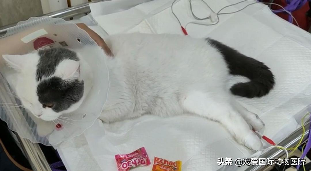 猫肥厚型心肌病的预防措施,猫肥厚型梗塞性心肌病