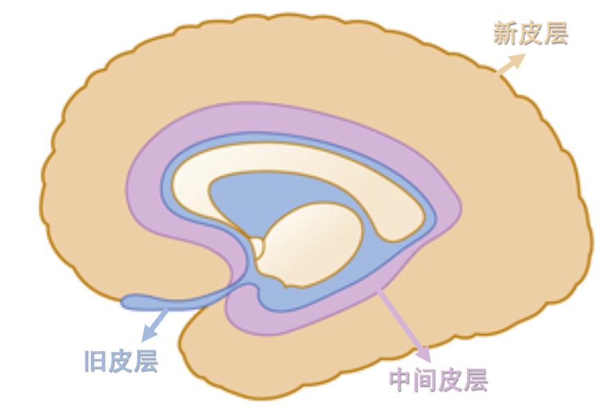 大脑皮层进化,大脑皮层和大脑高级皮层的区别